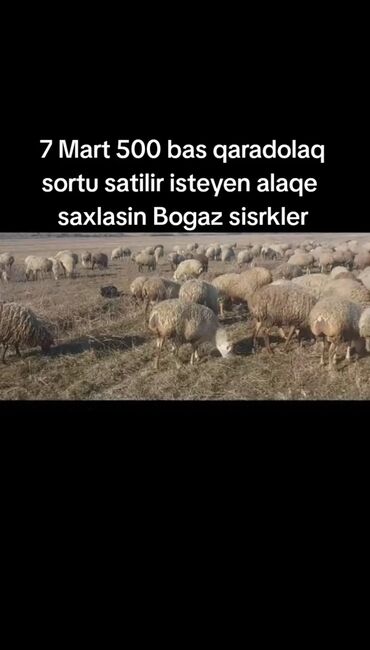 Qoyunlar, qoçlar: 7 Mart 500 bas cavan sisekler Satilir bogaz