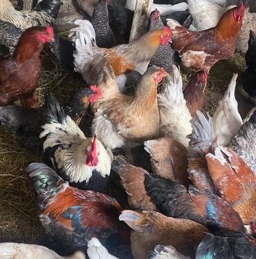 птицы и голуби: Продаю крупных домашних кур все несутся