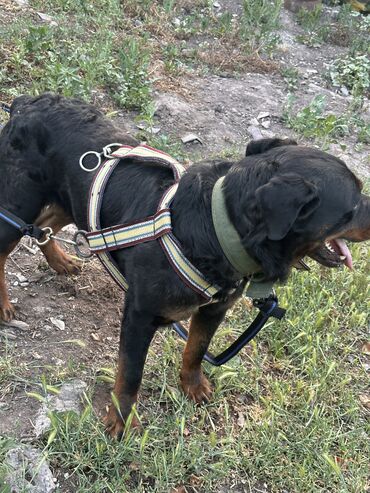 Продажа собак: Алабай, Более 5 лет, Самец