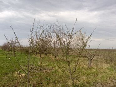 Kirayə torpaq sahələri: Kənd təsərrüfatı — 2