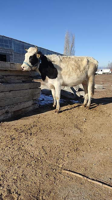 Коровы, быки: Продаю | Корова (самка) | Для разведения, Для молока | Стельные at lalafo.kg — 18 Коровы, быки: Продаю | Корова (самка) | Для разведения, Для молока | Стельные — 18