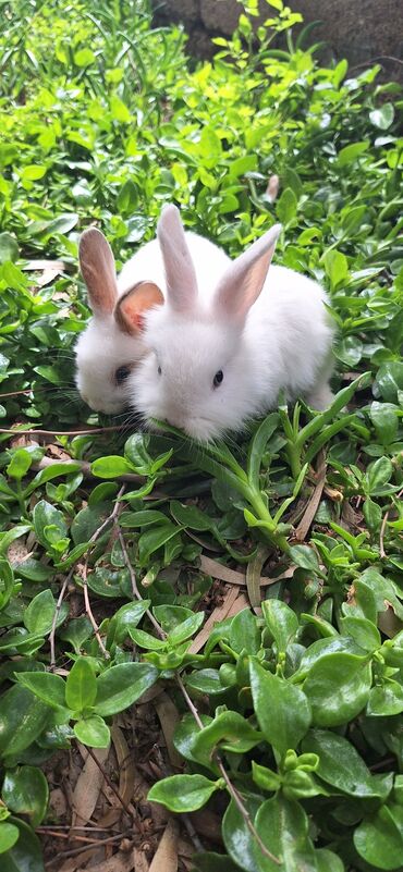 Dovşanlar: Dekorativ dovsanlar biri 15 azn — 4