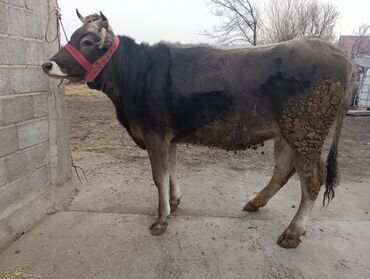 Коровы, быки: Продаю | Корова (самка) | Для молока | После отела — 20