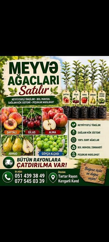 Meyvə ağaclarının tingləri satılır. Növlər: - Şaftalı - Gilas - Alma lalafo.az -da Meyvə ağaclarının tingləri satılır. Növlər: - Şaftalı - Gilas - Alma