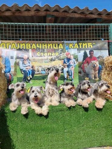 Psi: Patuljasti Snaucer biber so Stenci patuljastog snaucera traze nove — 1