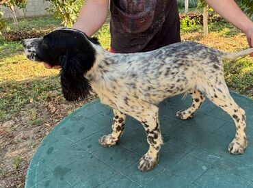 Psi: Na prodaju stenci engleskog setera. Stenci su iz vrhunskog legla na lalafo.rs — 8 Psi: Na prodaju stenci engleskog setera. Stenci su iz vrhunskog legla — 8