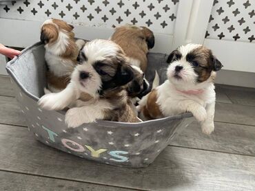 Άλλα: Adorable Shih Tzu Puppies for free adoption We have amazing little