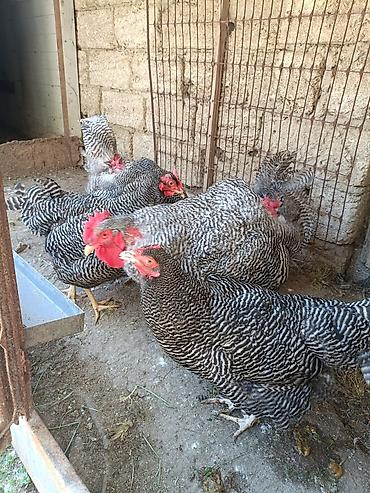 Toyuqlar: Barred Rock Plymouth. 3-fərə 3-xoruz 1il5 aylıqdılar təmiz qan sağlam — 6