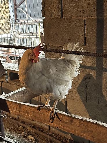 Птицы: Продаю несушек 300 голов 
1,5 года — 2