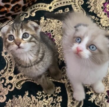 купить сиамских котят: Шатладиски