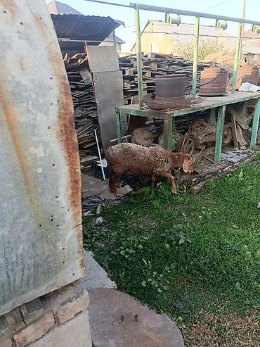 дойки 366: Продаю | Овца (самка) | На забой | Матка — 4