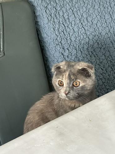 бенгал кошка цена: Шотландская вислоухая кошка (Scottish Fold) - Окрас: черепаховый — 2