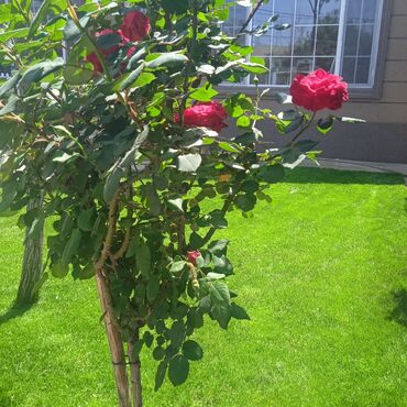 Suvarma sistemləri: Suvarma sistemlərinin ağıllı sistemlə wifi və ya avtomatik idarəetmə — 18