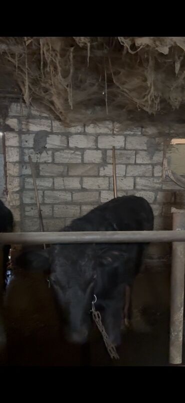 Inəklər, öküzlər: 18 baş dişi 230kq usbe us cekileri 5 aydi bağdadı — 12