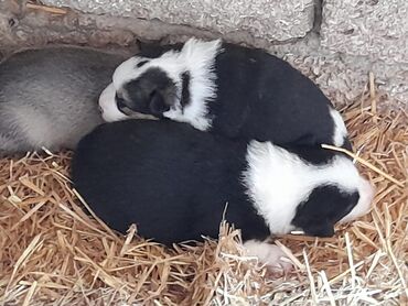 belcika: Qurdbasar, 1 ay, Erkek, Ünvandan götürmə