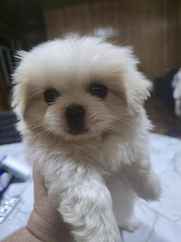 İtlər: Pekines, 2 ay, Dişi — 3
