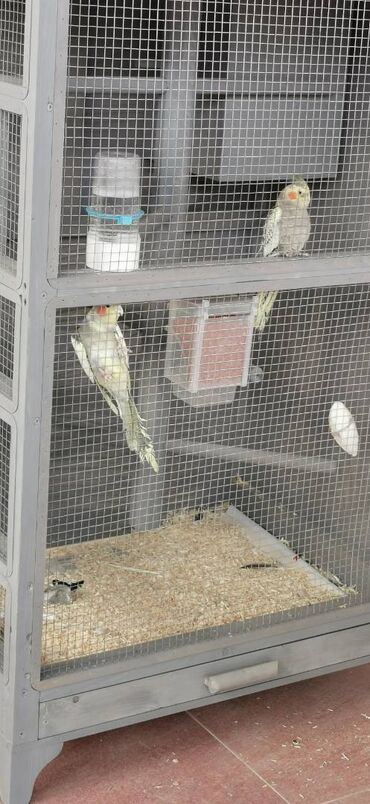 Quş: 9 ədəd korella bir ailədən çoxalıb. Hazırda 4 cüt dur yumurtlayır — 4