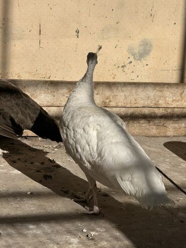 Tovuz quşları: SATILIR‼️ Gəncə ş. Göy rəngli tovuz quşları mövcuddur. Bu quşlar öz — 5