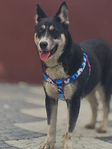 husky satisi: It itləri üçün rahat gəzinti jileti (qoşqu) HUSKY MALAMUTE — 1