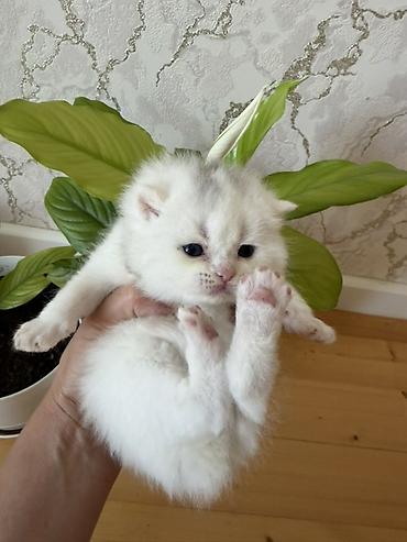 Pişiklər: Şotland yastı qulaq — 2