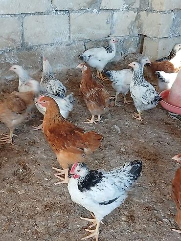 brama toyuqları: Сhicks, Для разведения — 3