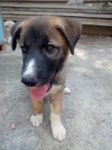 kangal itləri: Kanqal, 1 ay, Erkek, Peyvəndli, Ünvandan götürmə