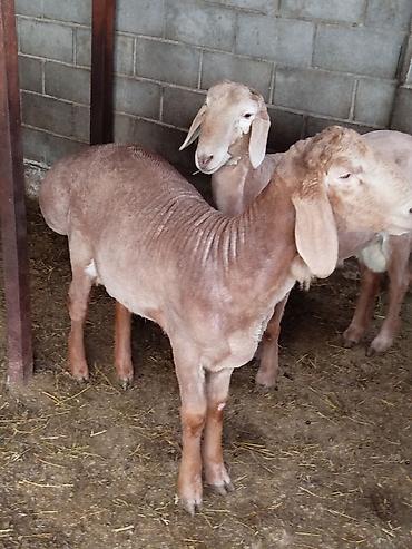 Баран, овца: Продаю | Баран (самец) | Для разведения — 7