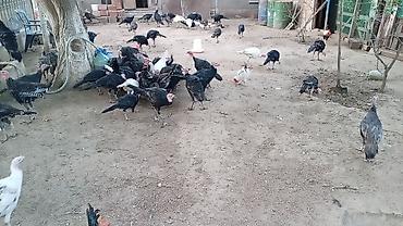 hind guşu: Məhsul: Hind toyuqları. Amerikan sortu Təsvir: - Açıq həyətdə — 4