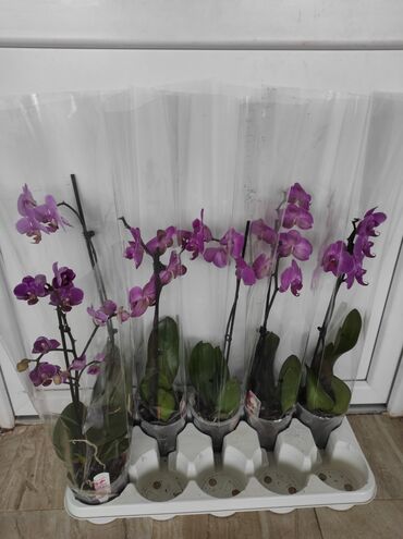 Ostale kućne biljke: Orhideje u precvetavanju 
Cena je po.kom