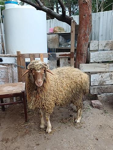 akvarium balaca: Erkək, il: 8, 44 kq, Damazlıq, Ödənişli çatdırılma — 9