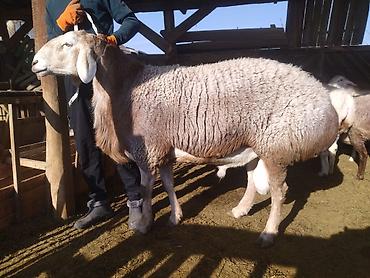 Баран, овца: Продаю | Баран (самец) | Арашан | Для разведения | Племенные, Матка — 1