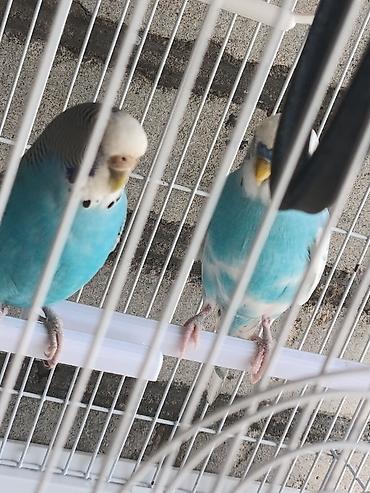 каракол животных: Продаю воллнистых попугаев (пара)
с клеткой вместе 4500 — 3