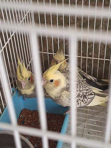 Nymph paraketləri (cockatiel) – bir qəfəsdə bir neçə fərqli rəng lalafo.az -da Nymph paraketləri (cockatiel) – bir qəfəsdə bir neçə fərqli rəng