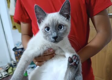 сиамские: Сиамский домашний котенок приучен к лотку отдадим в хорошие руки