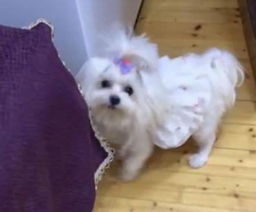 İtlər: Micro Malta Balonka.maksimum 2kq olur. Boyumeyen mınıatur Cıns ana — 9