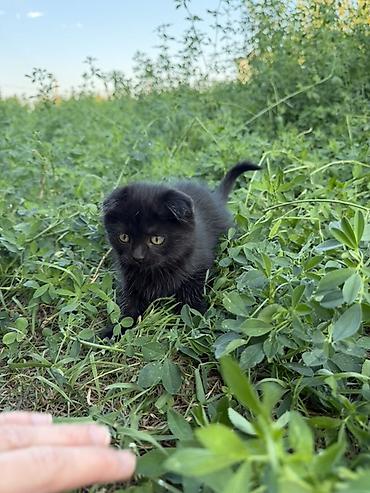 шотландская кошка прямоухая: Скотиш Фолд (Шотландская вислоухая), 2 месяца, Девочка, Черный — 2