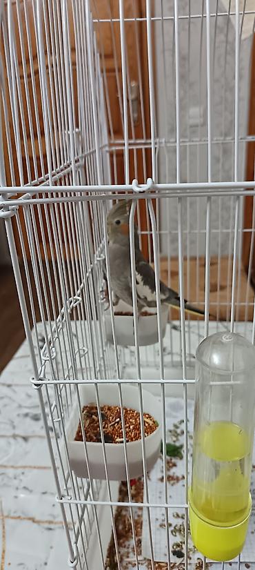 papuqay type 1: Məhsul: Nimfa (Cockatiel) papağanı və qəfəs dəsti Təsvir: - Rəng — 6