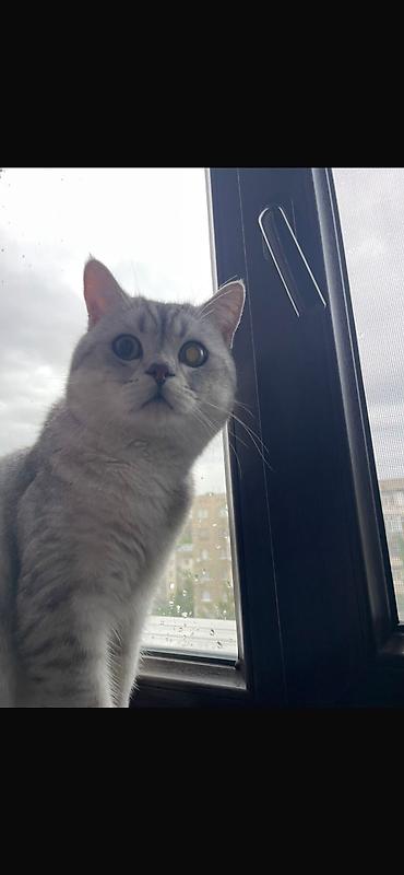 отдам котят: Скотиш Страйт (Шотландская прямоухая), 1 месяц, Мальчик, Серебристая шиншилла, Приучена к лотку, Проглистована — 6