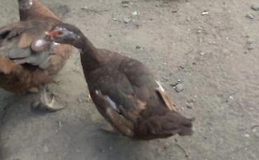 Digər quşlar: Təmiz qan 3 ədəd krasnadar dişi ördəklər satılır. 10 aylıqdılar — 3