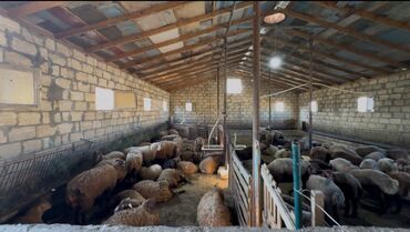 Torpaq sahələrinin satışı: 30 sot, Kənd təsərrüfatı -da lalafo.az — 13 Torpaq sahələrinin satışı: 30 sot, Kənd təsərrüfatı — 13