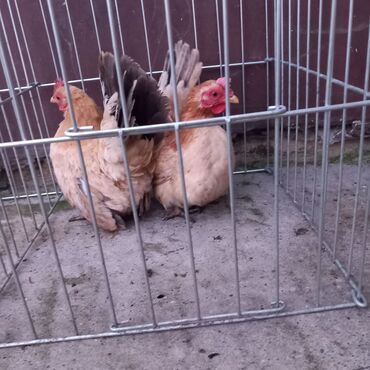 Куры, петухи: Продаю | Куры, Петух — 10