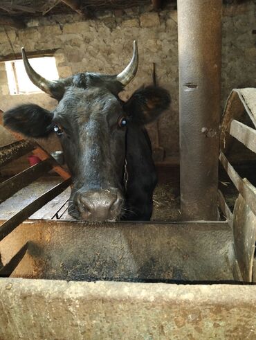 simmental inəklər: Самка, лет: 1, Для разведения, Для молока, Самовывоз