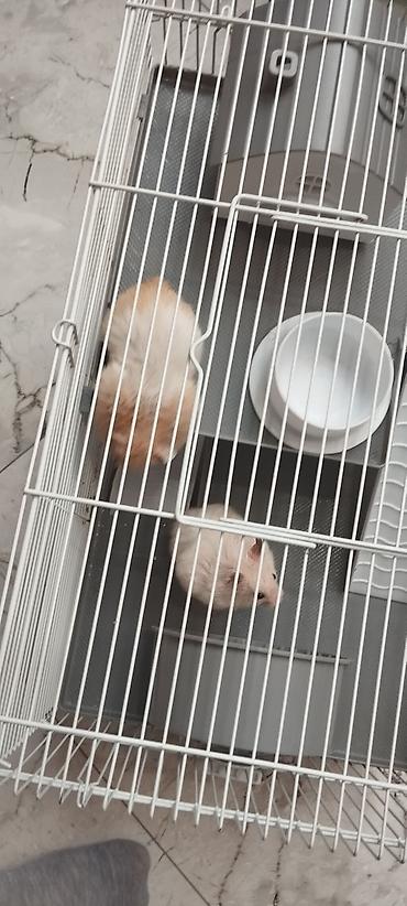 kompresor akvarium: Hamster üçün tam dəst qəfəs - Uç mərtəbəli metal barmaqlıqlı qəfəs — 6