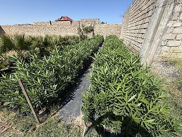 Oleandr (Nerium oleander) fidanları Alyandra. 2200 ədəddir. Boyları lalafo.az -da Oleandr (Nerium oleander) fidanları Alyandra. 2200 ədəddir. Boyları