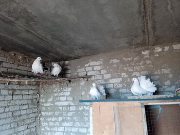 куры брамма: Павлин когучкондор сатылат пары 1000сом ад.Балыкчы тел