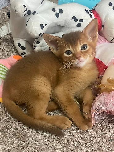 вет: Настоящие абиссинские котята! Домашний питомник с многолетним опытом — 7