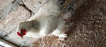 soya yemi: Toyuq, Brama, Damazlıq, Ünvandan götürmə — 3