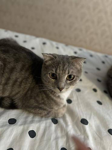 кошка шотланская: Остался один мальчик🥰 возраст -3месяца, скотиш страйт. на фото малыш — 4