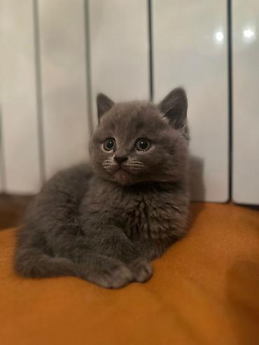 Pişiklər: Şotland — 2