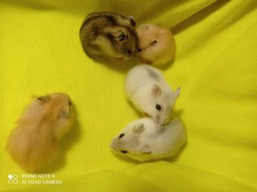 Продаются хомячки сирийские, ангорские пушистые хомячки, джунгарские